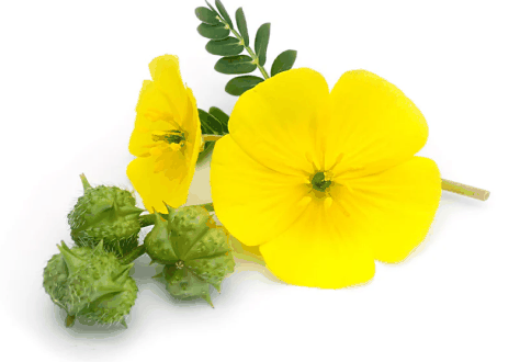 Tribulus Terrestris